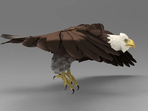 Eagle - Rigged - Animated model 3D Model