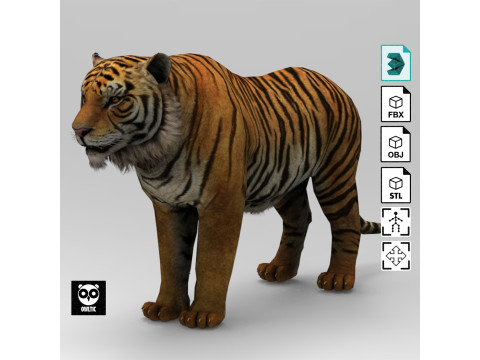Tiger - Run style - Rigged - Animated 3D-Modell