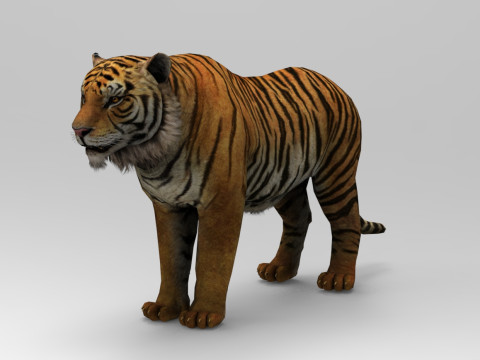 Tiger - Run style - Rigged - Animated 3D Model