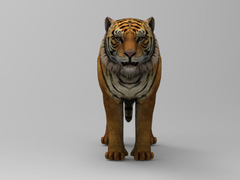 Tiger - Run style - Rigged - Animated 3D Model