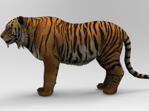 Tiger - Run style - Rigged - Animated 3D Model