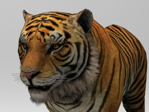 Tiger - Run style - Rigged - Animated 3D Model