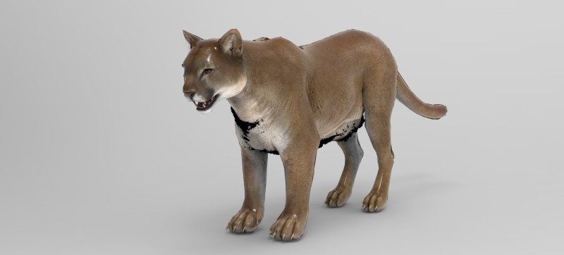 Cougar - Rigged Modelo 3D .c4d .max .obj .3ds .fbx .stl .blend 