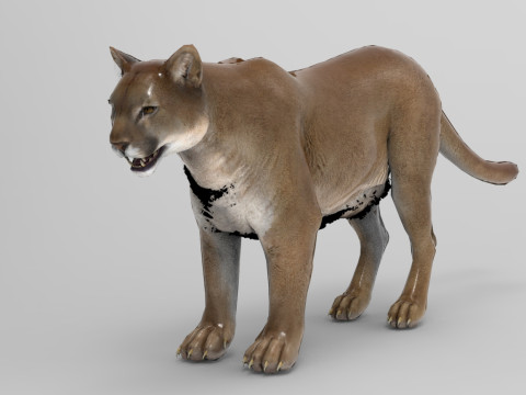 Cougar - Rigged 3D Model