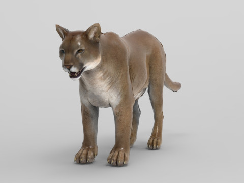 Cougar - Rigged Modelo 3D