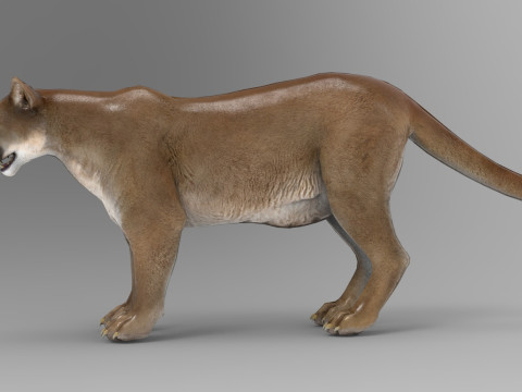 Cougar - Rigged Modelo 3D