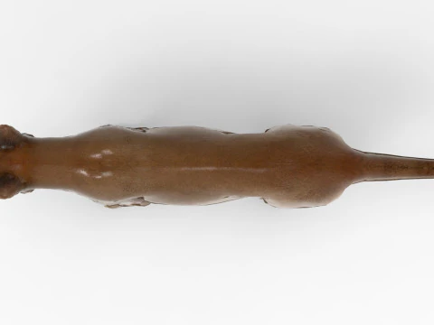 Cougar - gr&eacute;&eacute; Modèle 3D