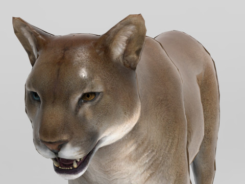 Cougar - Rigged Modelo 3D