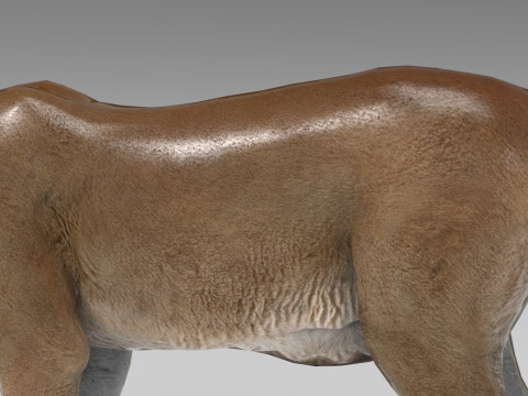 Cougar - Rigged Modelo 3D