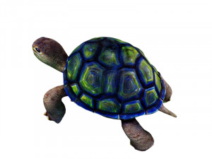 Turtle 3D Model