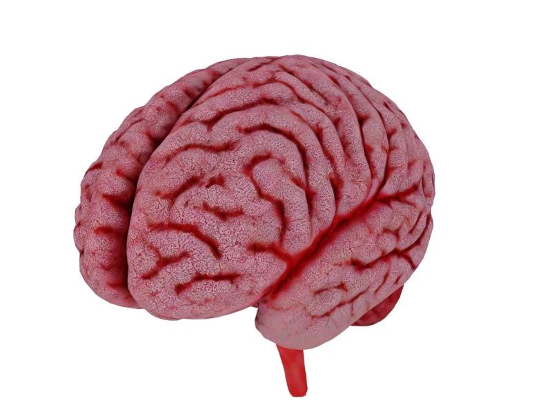 Brain 3D Model .c4d .max .obj .3ds .fbx .stl .blend 