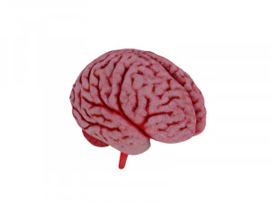 Brain 3D Model