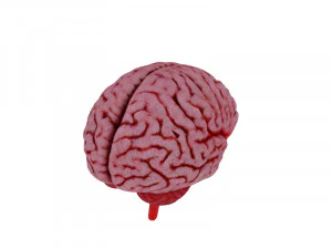 Brain 3D Model