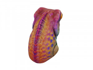 Chameleon head 3D Model