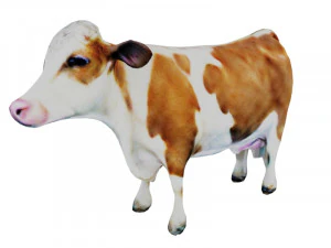Cow 3D Model