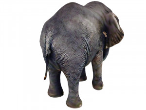 Baby elephant 3D Model
