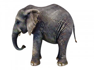 Baby elephant 3D Model