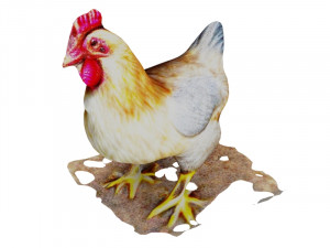 Chicken 3D Model