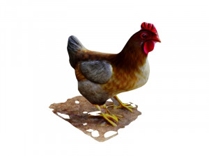 Chicken 3D Model