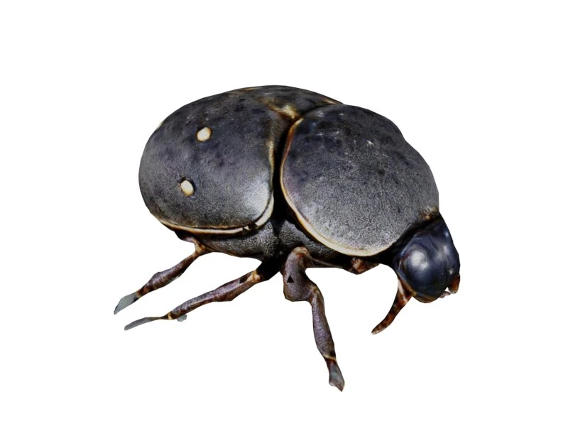 Dung beetle 3D Model .c4d .max .obj .3ds .fbx .stl .blend 