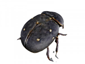 Dung beetle 3D Model