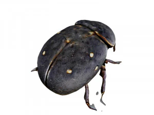 Dung beetle 3D Model
