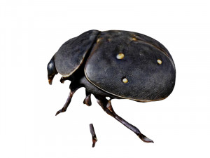 Dung beetle 3D Model