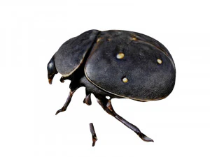 Dung beetle 3D Model