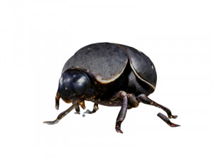Dung beetle 3D Model