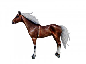 Horse with white hair Model 3D