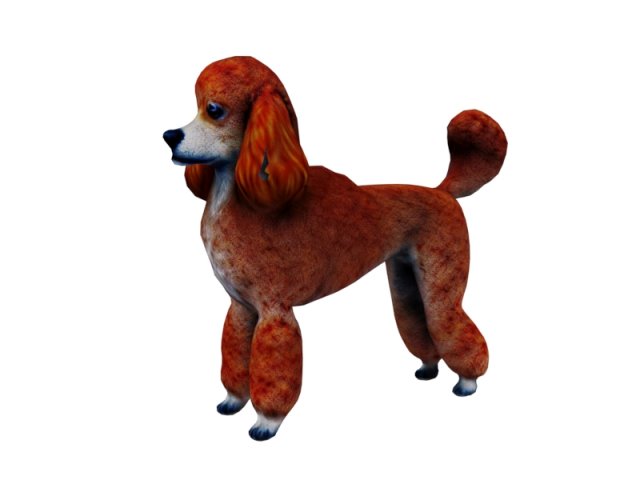 Orange poodle Model 3D .c4d .max .obj .3ds .fbx .stl .blend 