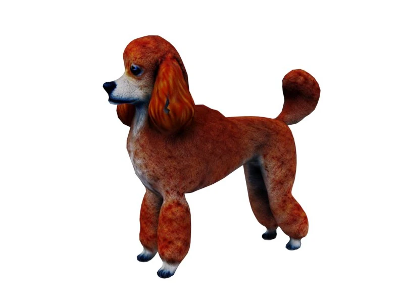 Orange poodle 3D Model .c4d .max .obj .3ds .fbx .stl .blend 