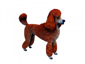 Orange poodle Model 3D