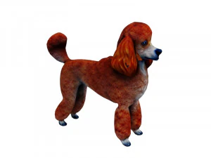 Orange poodle 3D Model