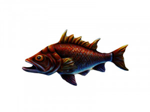 Snapper 3D Model