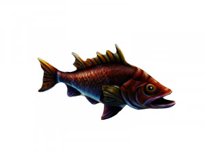 Snapper 3D Model