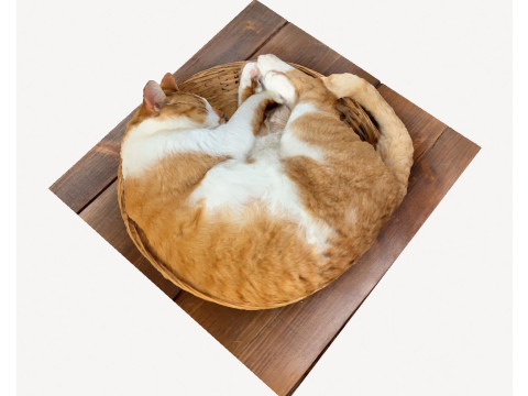 Cat 3D मॉडल