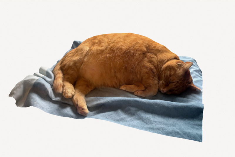 Marmalade cat Modèle 3D .c4d .max .obj .3ds .fbx .stl .blend 