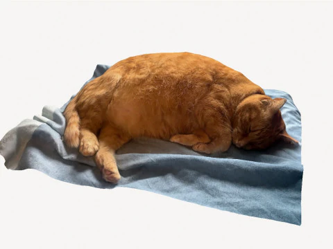 果酱猫 3D 模型