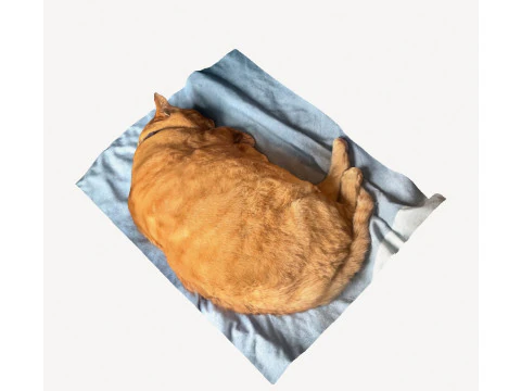 Marmalade cat 3D Model
