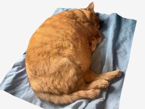 Marmalade cat Modèle 3D