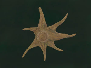 Tree Unleafs Dark F01 3D Model