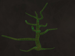 Trees Pack - Unleafs Assets Nature Env 3D Model