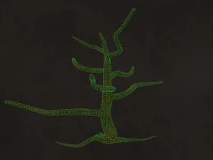 Trees Pack - Unleafs Assets Nature Env 3D Model