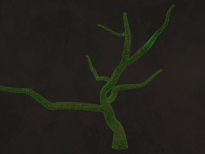 Trees Pack - Unleafs Assets Nature Env 3D Model