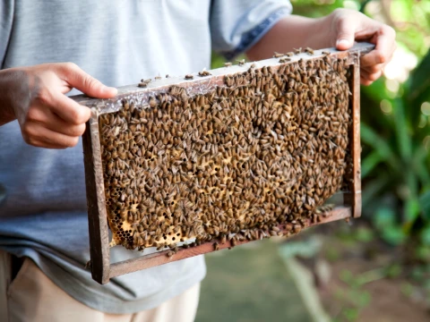 Honey Bees Honeycomb Tray Keychain 3D Print Model