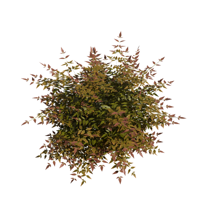 Heavenly Bamboo Nandina domestica 3D Model .c4d .max .obj .3ds .fbx .stl .blend 