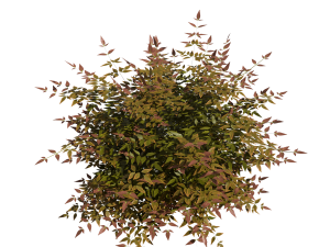 Heavenly Bamboo Nandina domestica 3D Model