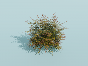 Heavenly Bamboo Nandina domestica 3D Model