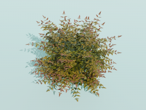 Heavenly Bamboo Nandina domestica 3D Model